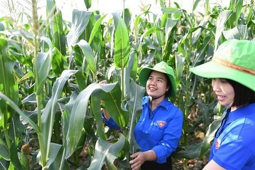 Làm nông nghiệp không nhất thiết phải cực nhọc, vẫn đạt lợi nhuận cao
