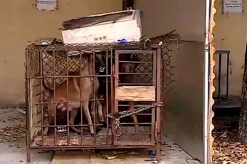 Lĩnh án tù vì nuôi chó dữ