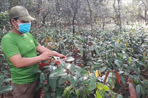 Thay đổi tập quán sản xuất giúp đồng bào thiểu số phát triển kinh tế