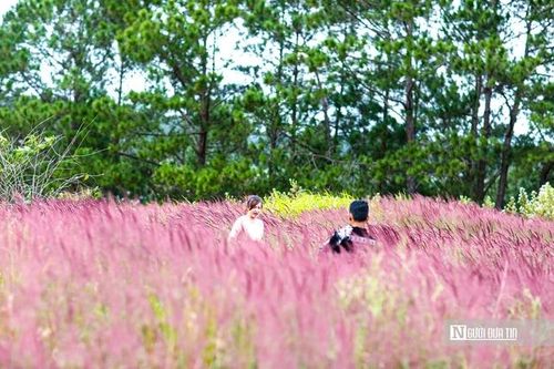 Chiêm ngưỡng vẻ đẹp mê hoặc của đồi cỏ hồng ở Đà Lạt