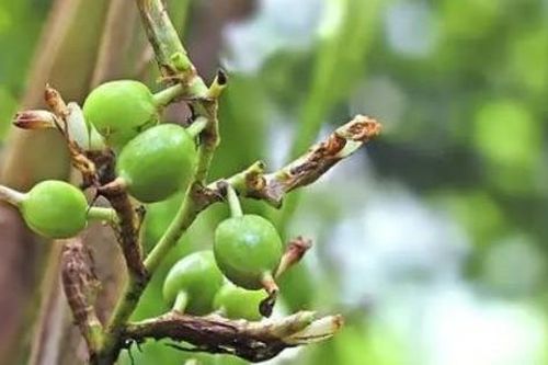 Loại gia vị đắt đỏ bậc nhất thế giới, 2 triệu đồng/kg, ở Việt Nam trồng bạt ngàn
