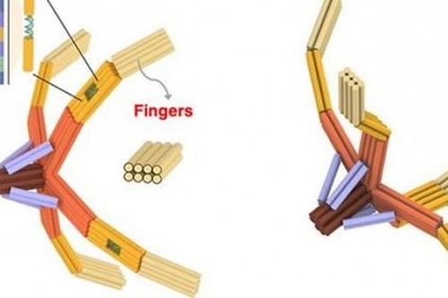 Giải pháp tiềm năng trong cuộc chiến chống virus và ung thư