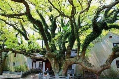 Cây quý nhất thế giới nằm ở Chiết Giang, đây là cây duy nhất trên thế giới và được canh gác 365 ngày một năm