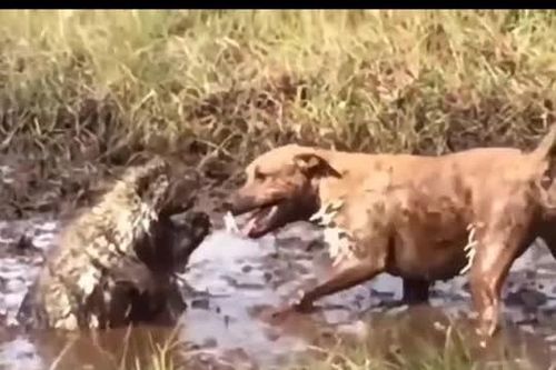 CLIP: Cuộc chiến khốc liệt trong vũng bùn, chó Pitbull thua đau trước nhím