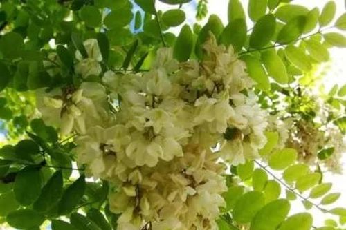 Loại hoa cực thơm chuyên trồng lấy nụ, phơi khô bán 'giá nhà giàu' vì có công dụng trị bách bệnh