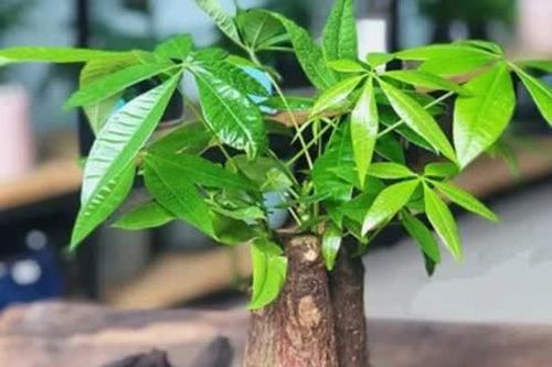 5 cây phong thủy 'ưa chịu khổ', thích sống chậu nhỏ, ghét chậu to