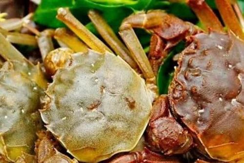 Loại cua sông đắt hơn cua biển, chỉ có vào mùa thu và được rất nhiều người săn lùng