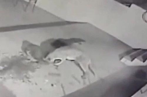 CLIP: Thấy sư tử lẻn vào nhà đêm khuya, chó lao ra nghênh đón và cái kết