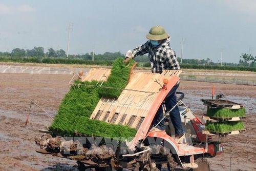 Triển khai kế hoạch sản xuất vụ Xuân năm 2025