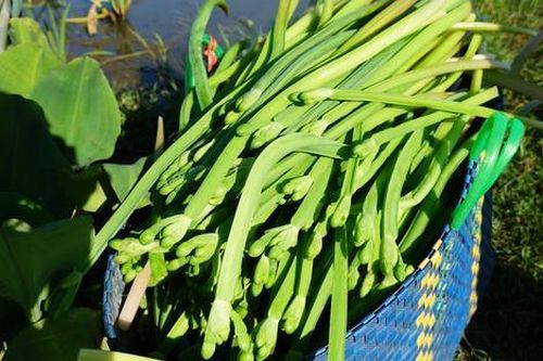 Loại rau xưa cho lợn ăn, nay thành đặc sản được dân phố ưa chuộng, 120.000 đồng/kg