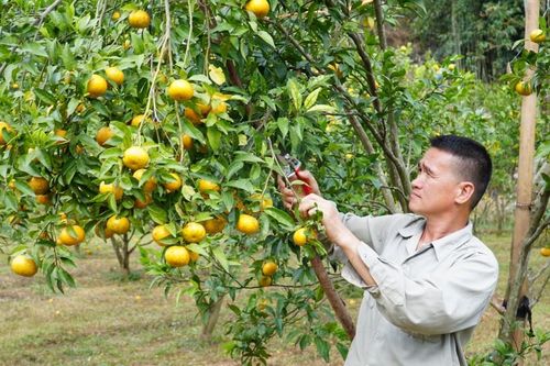 Hiệu quả từ mô hình 'Hỗ trợ thực nghiệm chế phẩm hữu cơ trên cây quýt'