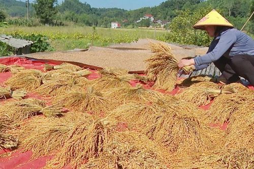 Tân Tiến: Lợi ích kép từ trồng xen canh lúa nương
