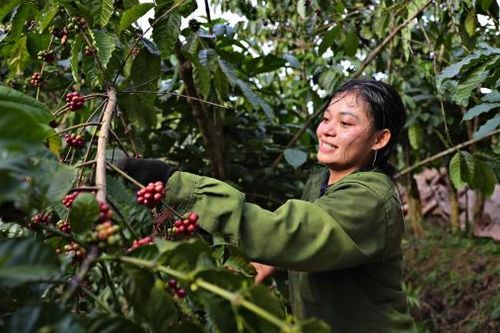 Nông dân Đam Rông phấn khởi thu hoạch cà phê