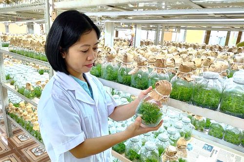 Quản lý chất lượng giống cây lâm nghiệp