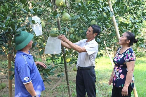 Chuyển đổi cơ cấu kinh tế ở Chí Đám