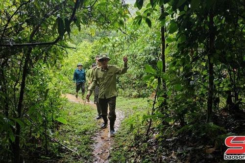 Thuận Châu bảo vệ 'lá phổi xanh'