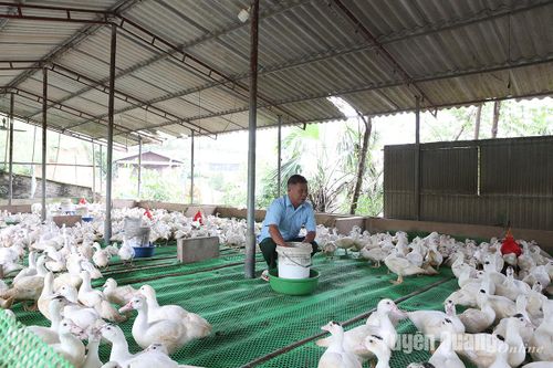 'Cây cao bóng cả' ở Phú Lương