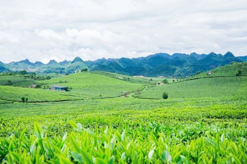 Phân bón Văn Điển - Hướng đi mới trong canh tác nông nghiệp bền vững