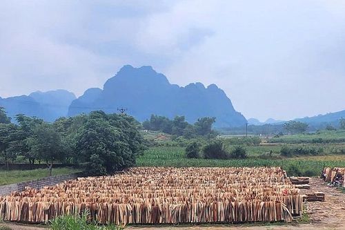 Thanh Hóa: Chấp thuận chủ trương đầu tư, nhà đầu tư Dự án nhà máy chế biến lâm sản Thượng Ninh