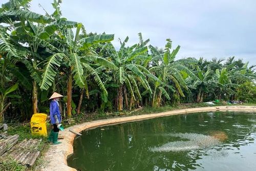 Hải Dương: Ô nhiễm nguồn nước ở một số vùng nuôi thủy sản tập trung