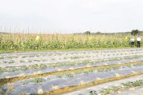 Sơn Tây hướng đến nông thôn mới kiểu mẫu