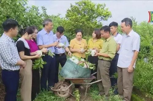 Hoài Đức phát triển nông nghiệp đô thị