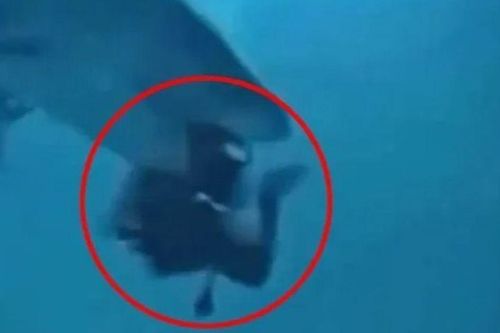 Clip: Cá mập hung dữ ngoạm đầu 1 thợ lặn