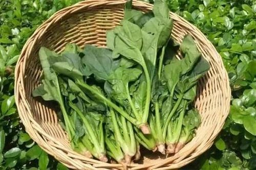Cách trồng cải bó xôi tại nhà, 30 ngày sau có rau ăn thỏa thích