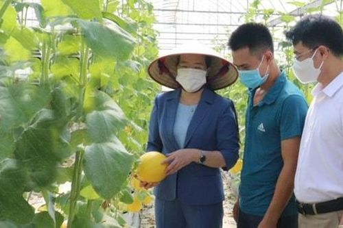 Sáng nay (29-11), Chủ tịch UBND thành phố đối thoại với nông dân Thủ đô