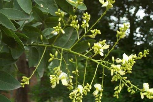 Cách trồng cây hoa hòe xua đuổi tà ma, đem lại vận khí tốt cho phong thủy của căn nhà