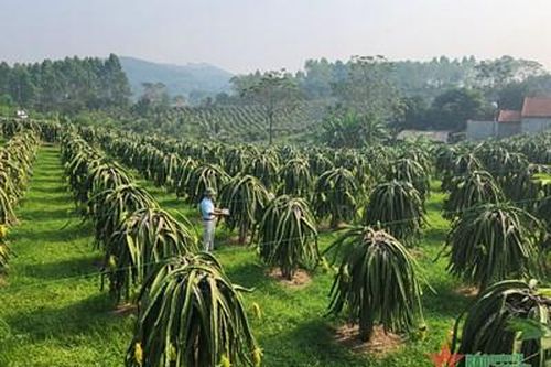 Làm giàu từ cây thanh long ruột đỏ