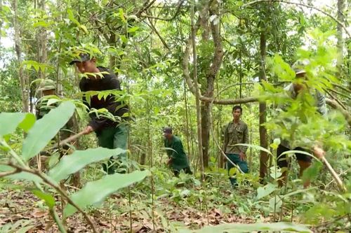 Phát huy có hiệu quả các dịch vụ môi trường rừng ở Điện Biên