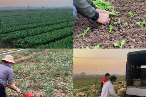 Các vựa rau ở Hà Nội tất bật trồng vụ đông phục vụ Tết Nguyên đán