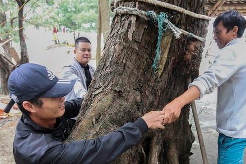 Tận thấy rừng phi lao cổ thụ, 4 người ôm một gốc không xuể