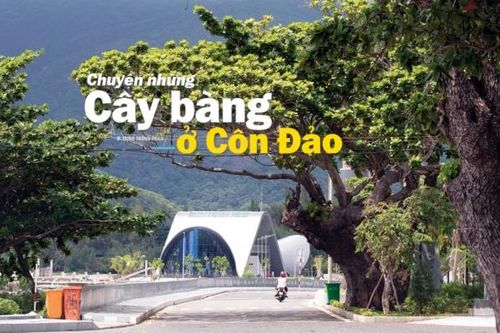 Chuyện những cây bàng ở Côn Đảo