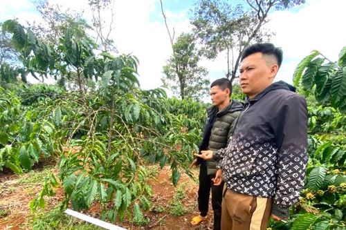 Được thuê làm bảo vệ, anh trai rủ em hái trộm gần nửa tấn cà phê của chủ