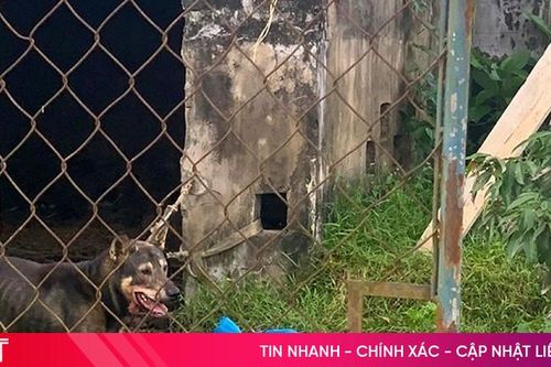 Chủ nuôi vô ý để chó cắn người có thể bị phạt đến 10 năm tù