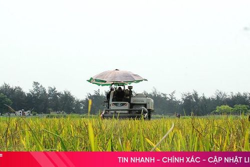 Nghi Xuân phấn đấu đạt trên 35.000 tấn lương thực vụ xuân 2025