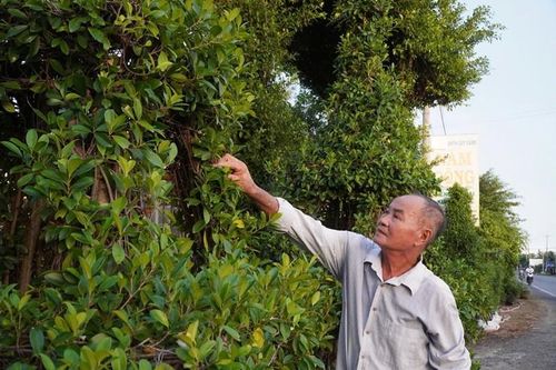 Biến cây thành những con thú khổng lồ, lão nông bỏ túi tiền tỷ