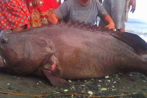 Ngư dân câu được con cá mú khổng lồ nặng 120kg trên biển