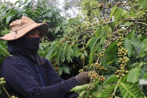 Cà phê tăng giá kỷ lục, nông dân Đắk Lắk đối diện với nỗi lo mất mùa