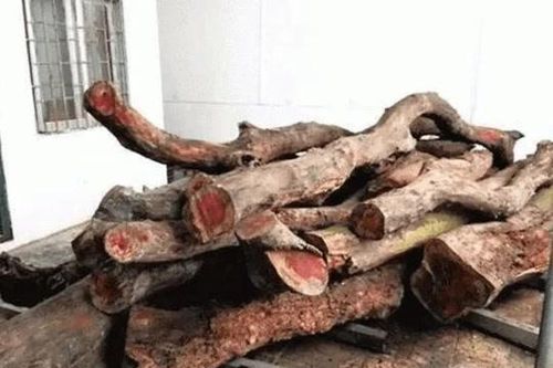 Cây gỗ 50 tỷ đồng nhiều người dùng để nhóm lửa vì không biết giá trị