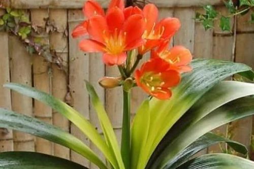 Người xưa: 'Đặt 3 cây cảnh này ở góc nhà, tài lộc tự đến, vận may tràn vào', đó là cây gì?