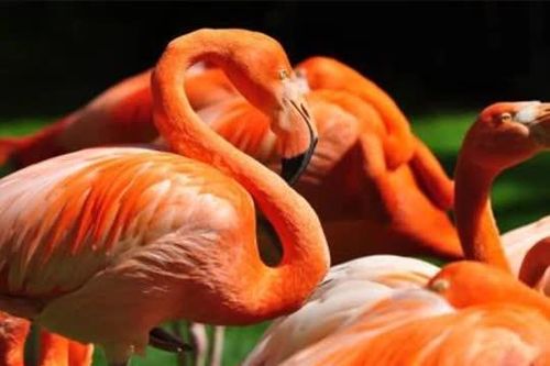 Tại sao loài chim hồng hạc có bộ lông màu hồng và nuôi con bằng máu?