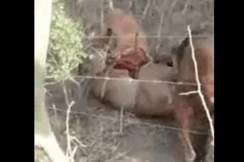CLIP: Cuộc chiến khốc liệt, báo sư tử bị chó Pitbull hạ gục khi săn mồi sai chỗ
