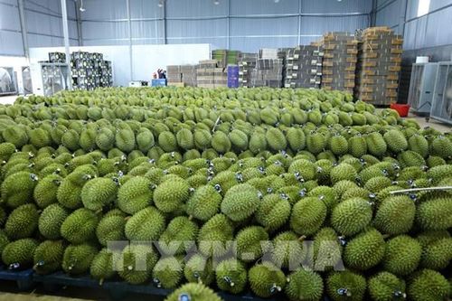 Ứng dụng khoa học kỹ thuật để phát triển bền vững ngành sầu riêng