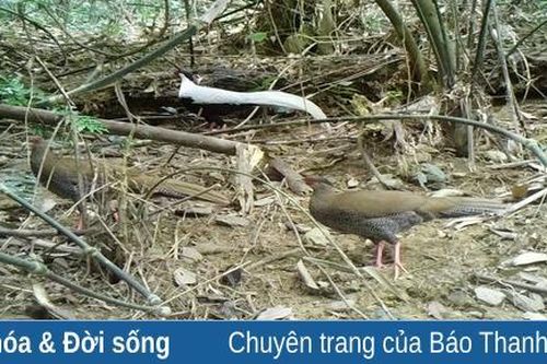 Phát hiện nhiều động vật hoang dã quý hiếm thông qua đặt bẫy ảnh tại Khu Bảo tồn Thiên nhiên Pù Hu
