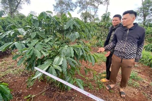 Đak Đoa: Bắt giữ 2 đối tượng trộm cắp cà phê