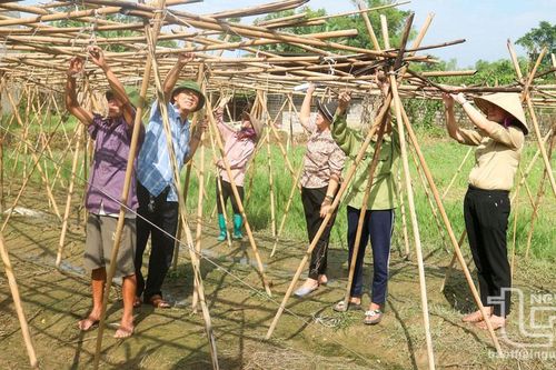 Thái Nguyên: Thành lập mới 34 hợp tác xã nông nghiệp