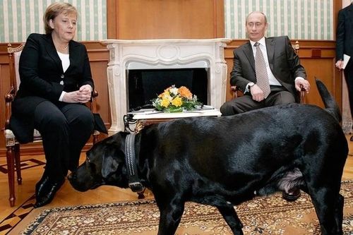 Quốc tế nổi bật: Tổng thống Nga Vladimir Putin xin lỗi bà Angela Merkel